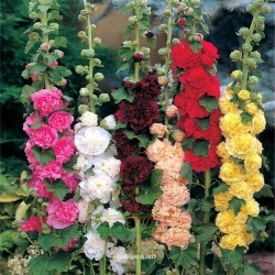 Price: €1.45 - Semillas de Malvarrosa - 