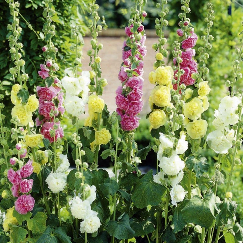 Price: €1.45 - Hollyhock Alcea rosea Majorette Mix - 