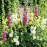 Price: €1.45 - Semi di Malvone - 