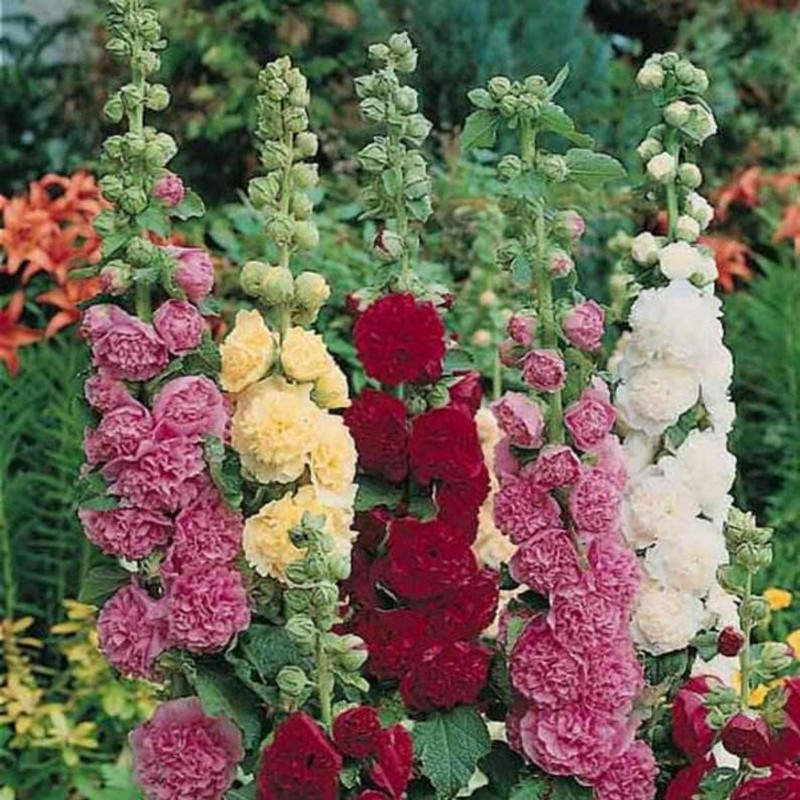 Price: €1.45 - Hollyhock Alcea rosea Majorette Mix - 