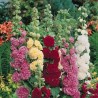 Price: €1.45 - Semi di Malvone - 