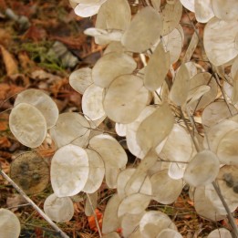 Miesięcznica roczna Nasiona (Lunaria annua) - 293 223938