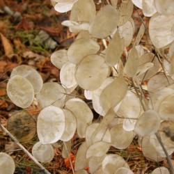 Judaspenningar Frön (Lunaria annua) 2.5 - 1