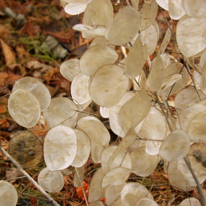 Honesty Silver Pennies Seeds (Lunaria annua) 2.5 - 1