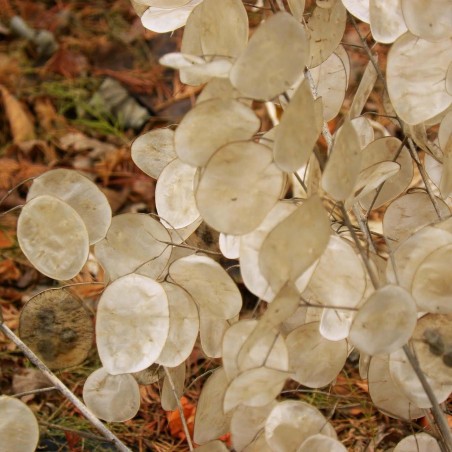 Graines de Monnaie du Pape (Lunaria annua)