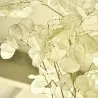 Graines de Monnaie du Pape (Lunaria annua)