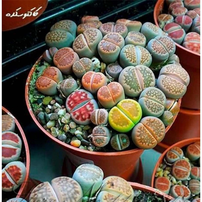 Price: €1.95 - Semillas de Lithops Piedras Vivas - 