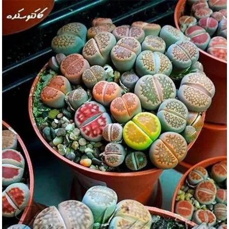 Semi di Lithops