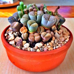 Price: €1.95 - Semillas de Lithops Piedras Vivas - 