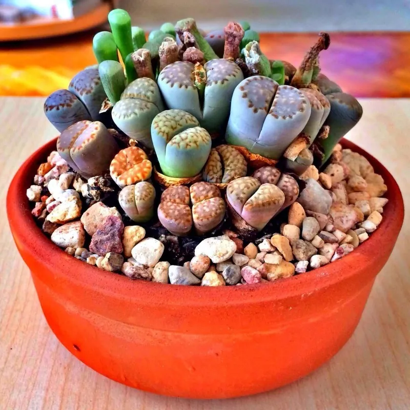 Lithops Samen Mix
