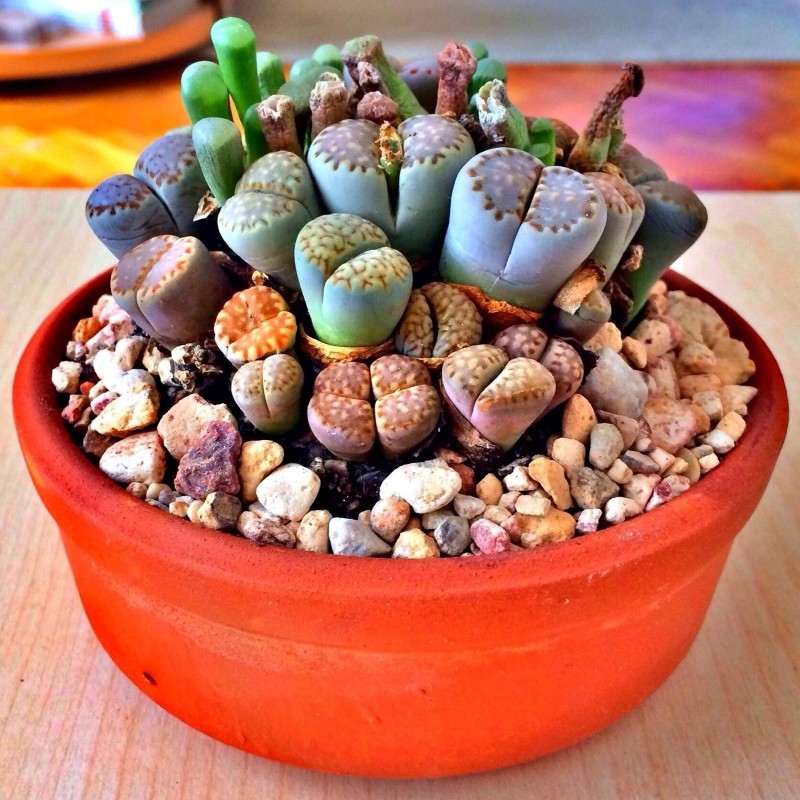 Price: €1.95 - Semi di Lithops - 