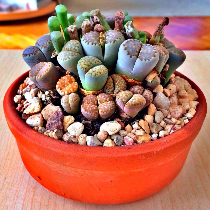 Semi di Lithops 1.5 - 4