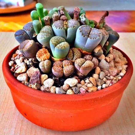 Semi di Lithops