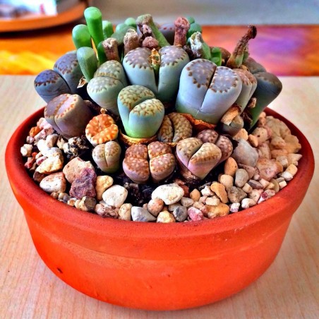 Price: €1.95 - Semillas de Lithops Piedras Vivas -