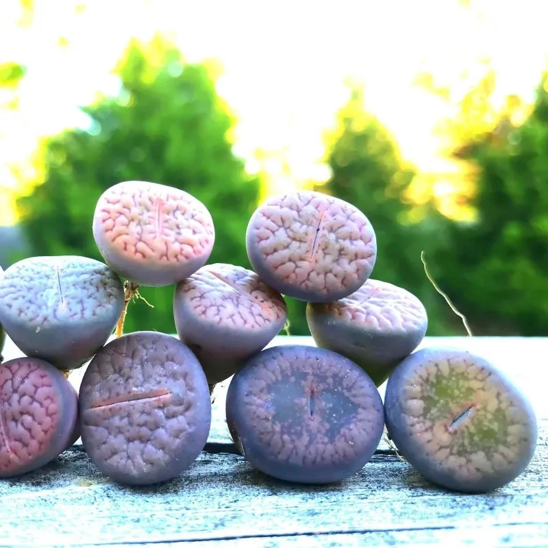 Lithops Samen Mix