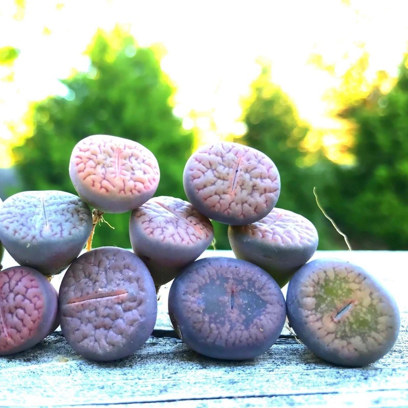 Price: €1.95 - Semillas de Lithops Piedras Vivas - 