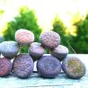 Sementes de Lithops "Pedras Vivas" Mix