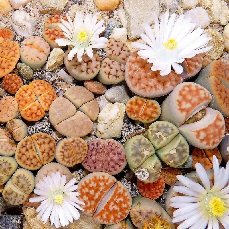 Lithops Samen Mix