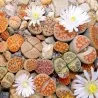 Sementes de Lithops "Pedras Vivas" Mix