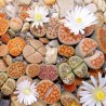 Price: €1.95 - Semi di Lithops - 