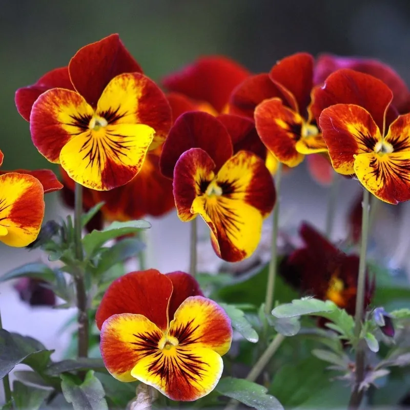 Graines de Pensée (Viola tricolor)