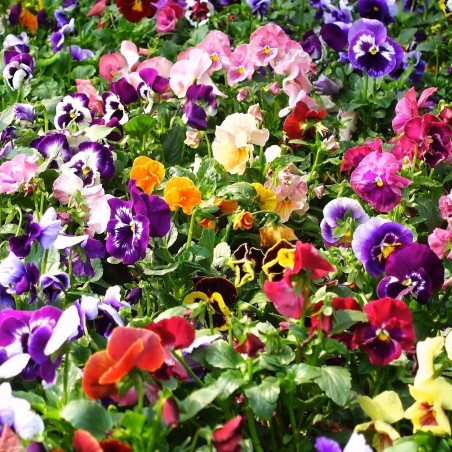 Price: €1.85 - Stiefmütterchen Samen (Viola tricolor) -