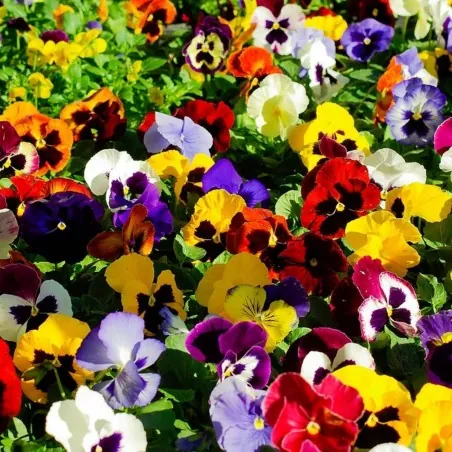 Graines de Pensée (Viola tricolor)