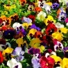 Graines de Pensée (Viola tricolor)