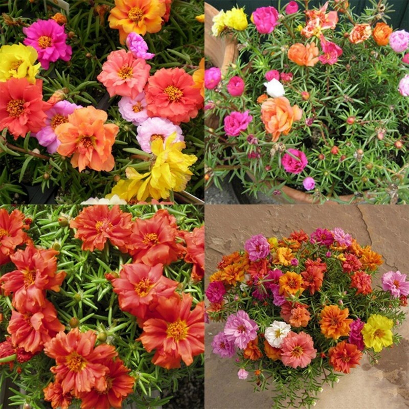 Price: €2.5 - Purslane Seeds - 