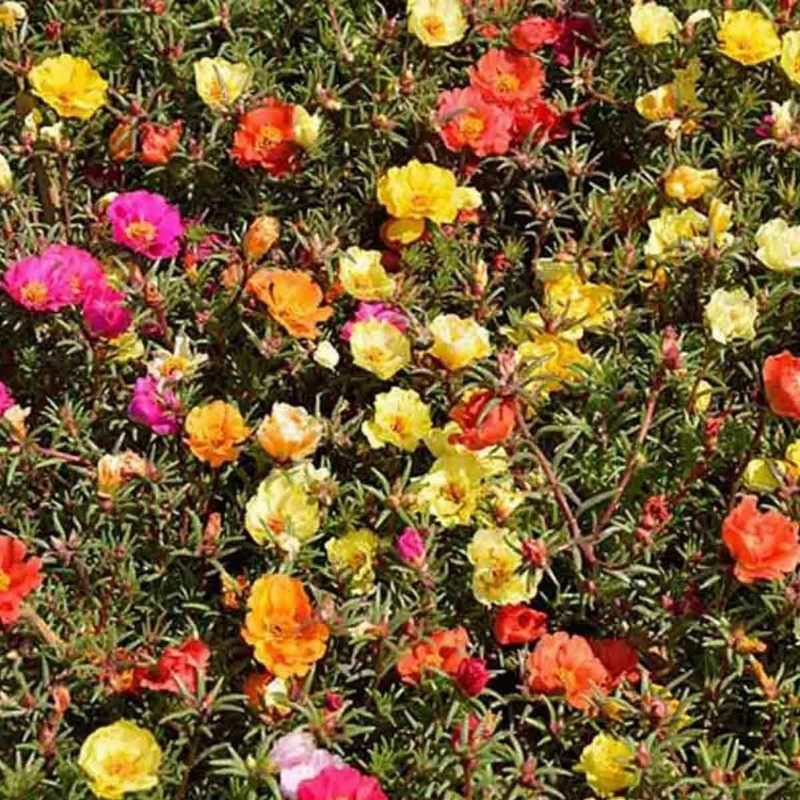 Price: €2.5 - Purslane Seeds - 
