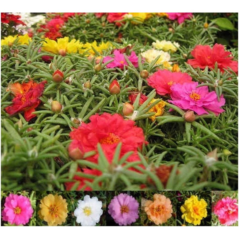Price: €2.5 - Purslane Seeds - 