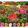 Price: €2.5 - Graines de Pourpier à grandes fleurs - 