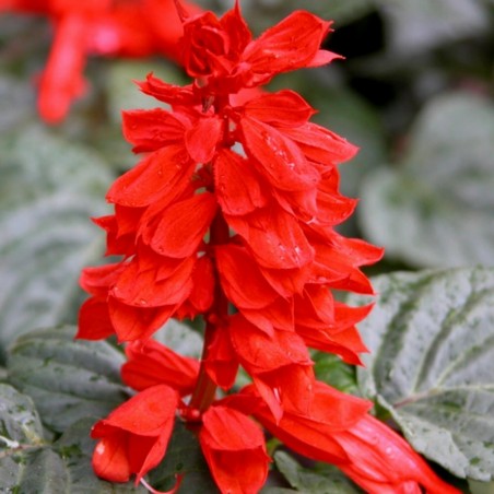 Price: €2 - Semillas de Coral - 