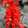 Price: €2 - Semillas de Coral - 