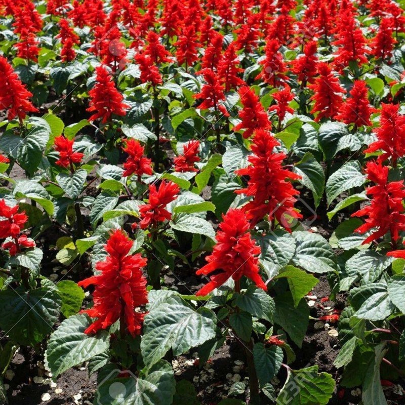 Price: €2 - Scarlet Sage - Tropical Sage Seeds - 