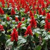 Price: €2 - Semillas de Coral - 