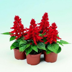 Price: €2 - Semi di S.splendente - 