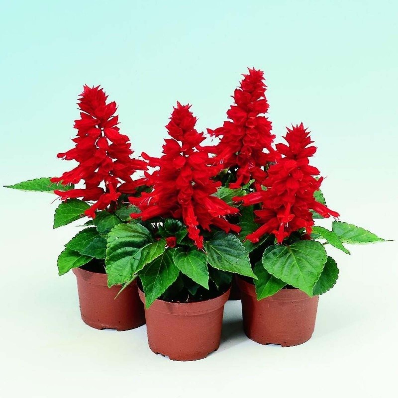 Salvija Seme (Salvia splendens) 2 - 3