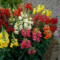 Price: €1.7 - Semillas de Boca de Dragón - 