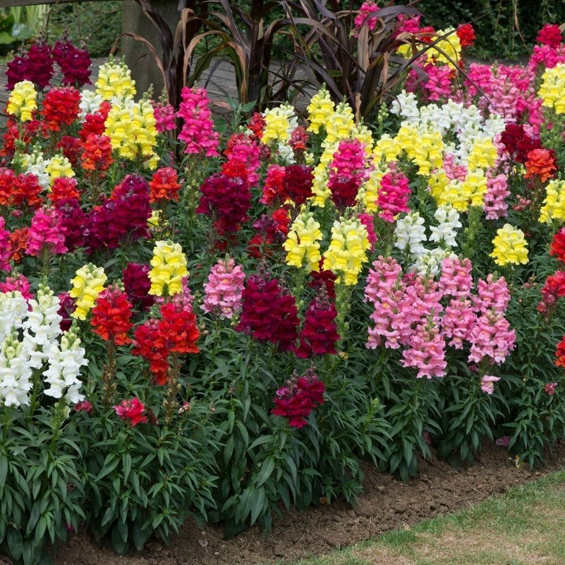 Price: €1.7 - Σπόροι Snapdragon - 