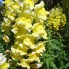Price: €1.7 - Σπόροι Snapdragon - 