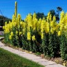 Price: €1.7 - Semi di Bocca di leone - 