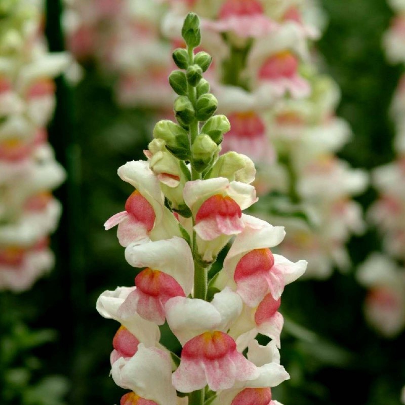 Price: €1.7 - Σπόροι Snapdragon - 