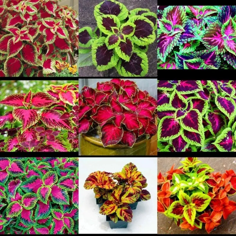 Buntnessel Samen Coleus Rainbow Mix