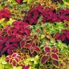 Price: €1.55 - Semi Di Coleus colori misti - 