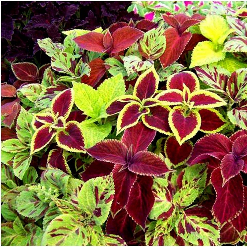 Price: €1.55 - Semi Di Coleus colori misti - 