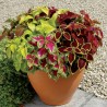 Price: €1.55 - Semi Di Coleus colori misti - 