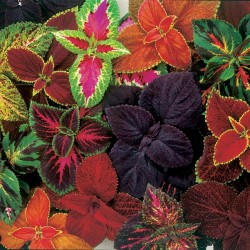 Κολεός - Coleus σπόρων Μικτά χρώματα 1.55 - 4