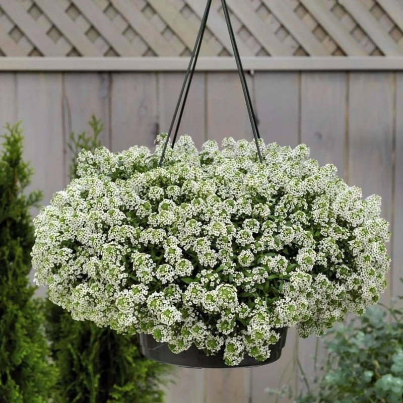 Sementes de Alisso Doce, Flor-De-Mel, Tomelos