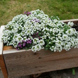 Sweet Alyssum or Sweet Alison Seeds - 1.8
